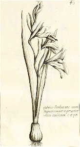 Garidel Pierre - P43 - Glaïeul