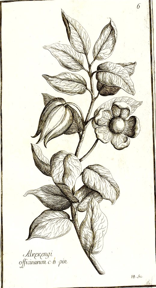 Garidel Pierre - P6 - Alkekenge