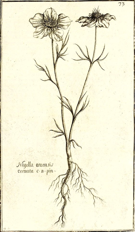 Garidel Pierre - P70- Nigelle des champs