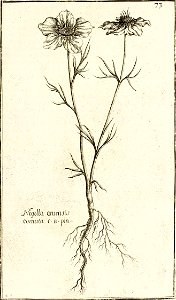 Garidel Pierre - P70- Nigelle des champs