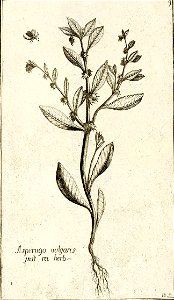 Garidel Pierre - P10 - Buglosse