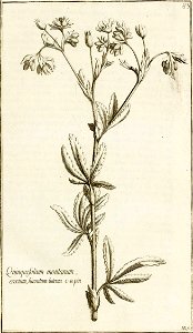Garidel Pierre - P79 - Potentille