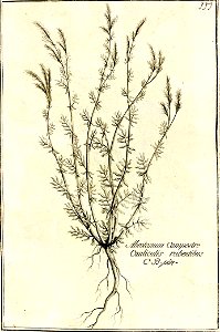 Garidel Pierre - P2 - Abrotanum campestre