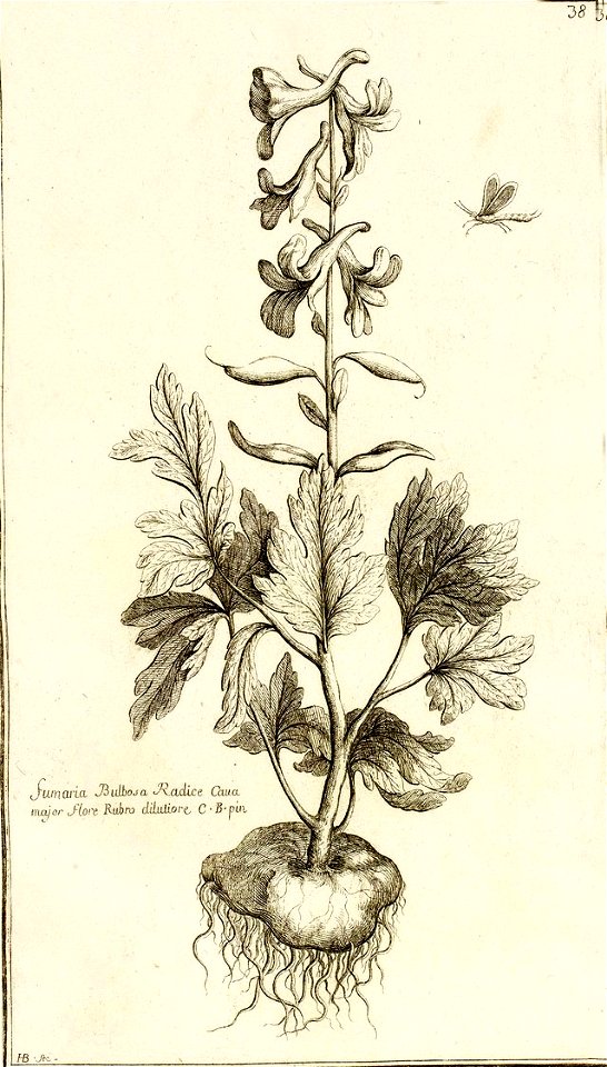 Garidel Pierre - P40 - Corydalle bulbeuse