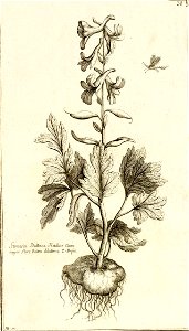 Garidel Pierre - P40 - Corydalle bulbeuse