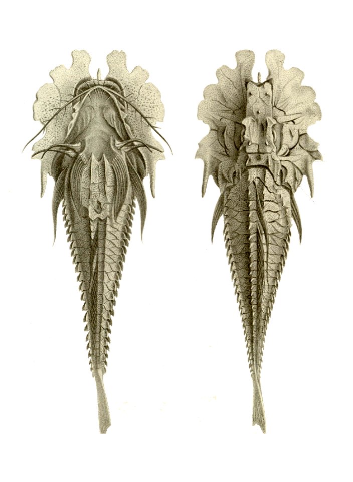 Gargariscus prionocephalus