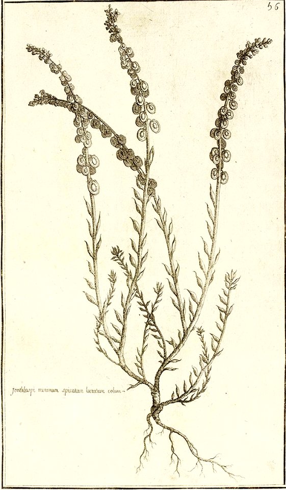 Garidel Pierre - P57- Clypeola jonthalspi