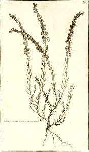 Garidel Pierre - P57- Clypeola jonthalspi