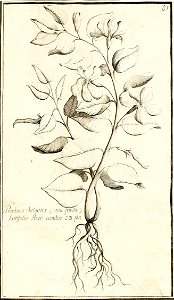 Garidel Pierre - P77 - Pervenche
