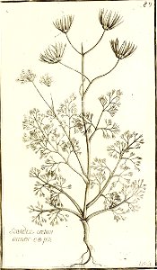 Garidel Pierre - P83 - Scandix peigne de Vénus