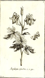 Garidel Pierre - P9 - Ancolie