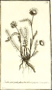 Garidel Pierre - P14 - Astragale