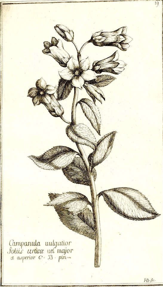 Garidel Pierre - P20 - Campanule