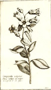 Garidel Pierre - P20 - Campanule