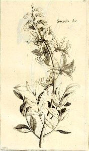 Garidel Pierre - P38 - Fraxinelle