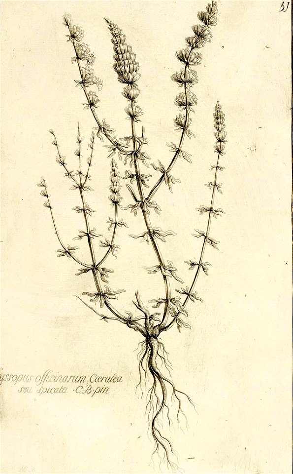 Garidel Pierre - P51- Hysope