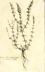 Garidel Pierre - P51- Hysope