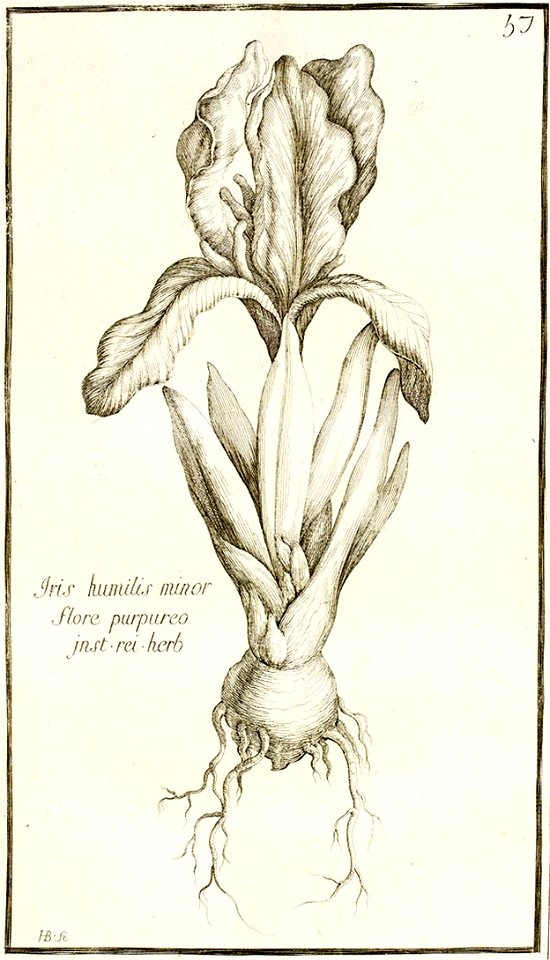 Garidel Pierre - P58- Iris