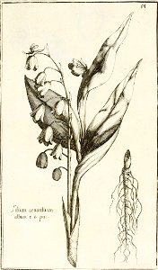 Garidel Pierre - P62- Muguet