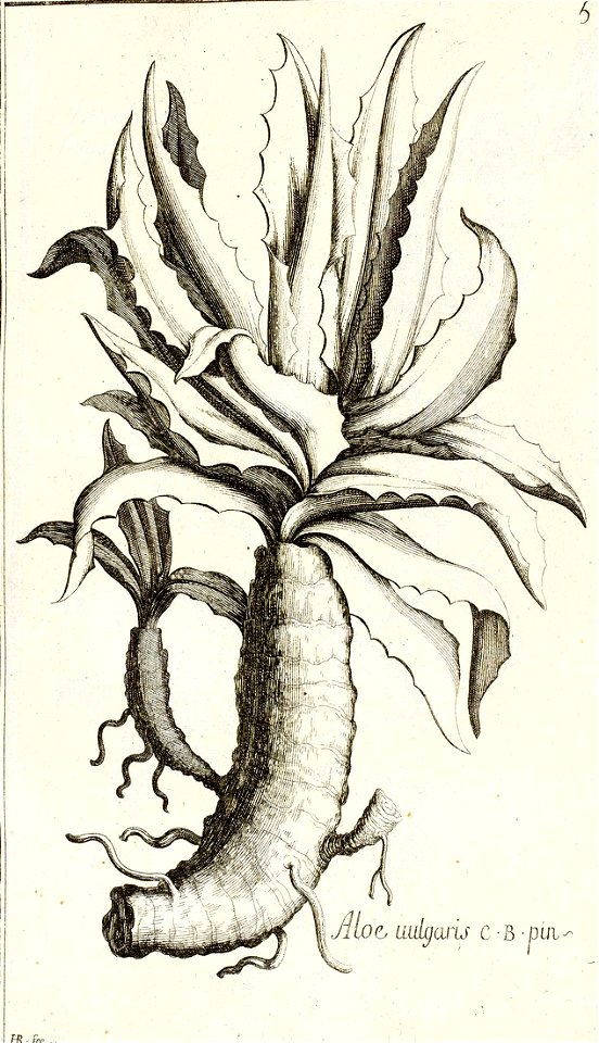Garidel Pierre - P7 - Agave