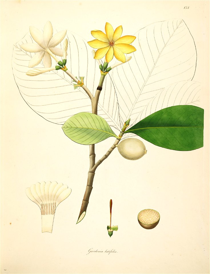 Gardenia latifolia Roxburgh 1798 2-134