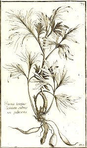 Garidel Pierre - P78 - Pivoine