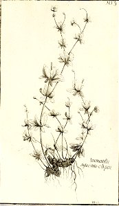 Garidel Pierre - P91 - Potentille tormentille