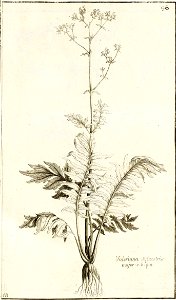 Garidel Pierre - P95 - Valériane