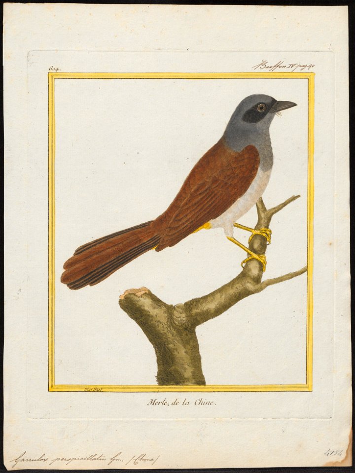 Garrulax perspicillatus - 1700-1880 - Print - Iconographia Zoologica - Special Collections University of Amsterdam - UBA01 IZ16400069