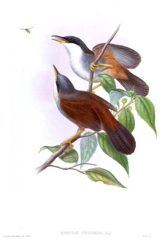 GarrulaxDelessertiGould