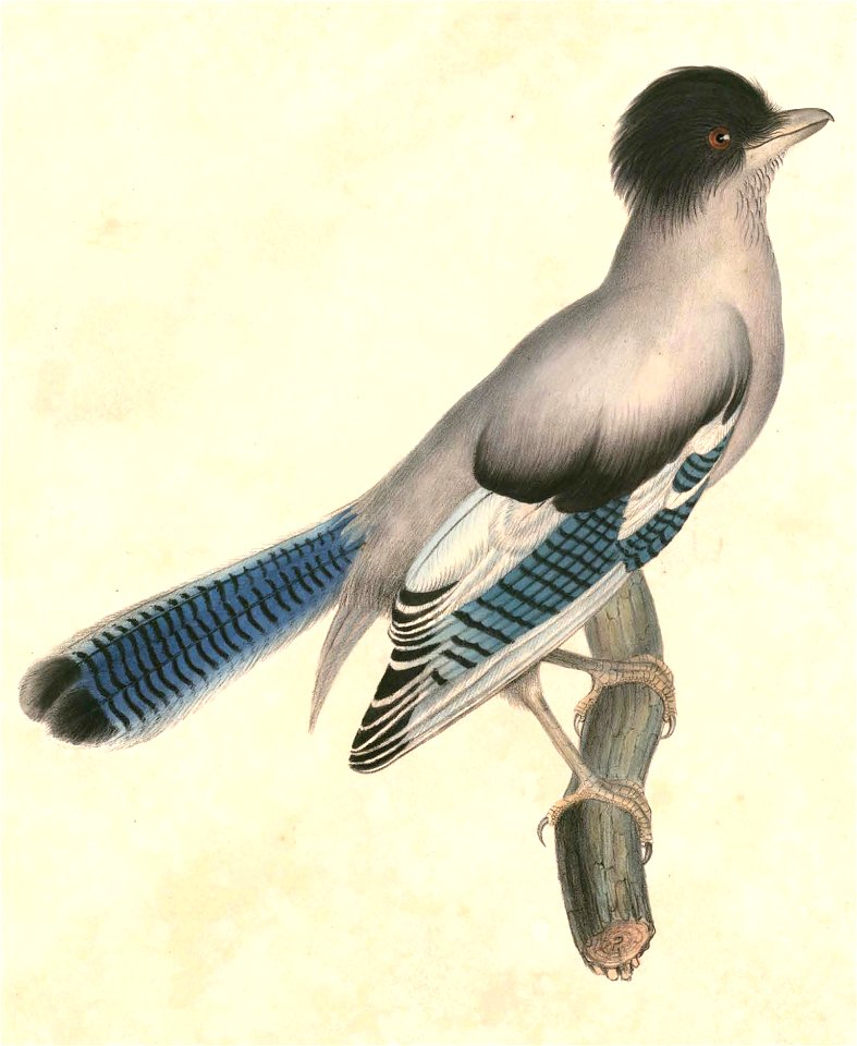 Garrulus lanceolatus 1 Hardwicke