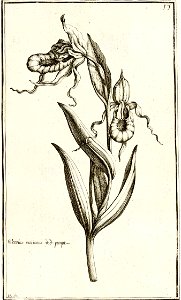 Garidel Pierre - P19 - Sabot de Vénus