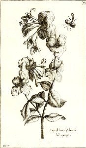 Garidel Pierre - P22 - Chèvrefeuille