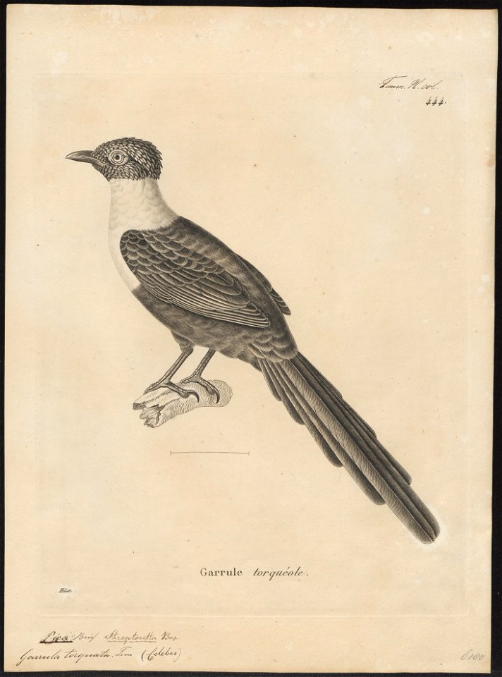 Garrula torquata - 1700-1880 - Print - Iconographia Zoologica - Special Collections University of Amsterdam - UBA01 IZ15700195