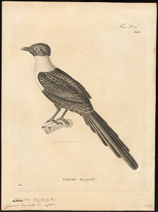 Garrula torquata - 1700-1880 - Print - Iconographia Zoologica - Special Collections University of Amsterdam - UBA01 IZ15700195