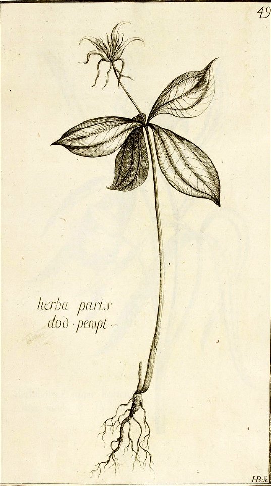 Garidel Pierre - P46 - parisette à quatre feuilles