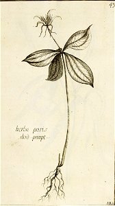 Garidel Pierre - P46 - parisette à quatre feuilles