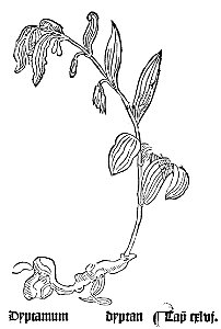Gart 1485 Dyptamum