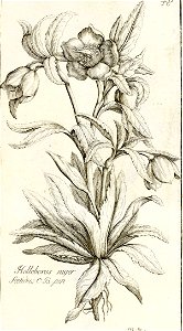 Garidel Pierre - P49 - Hellébore fétide