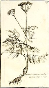 Garidel Pierre - P54- Angélique