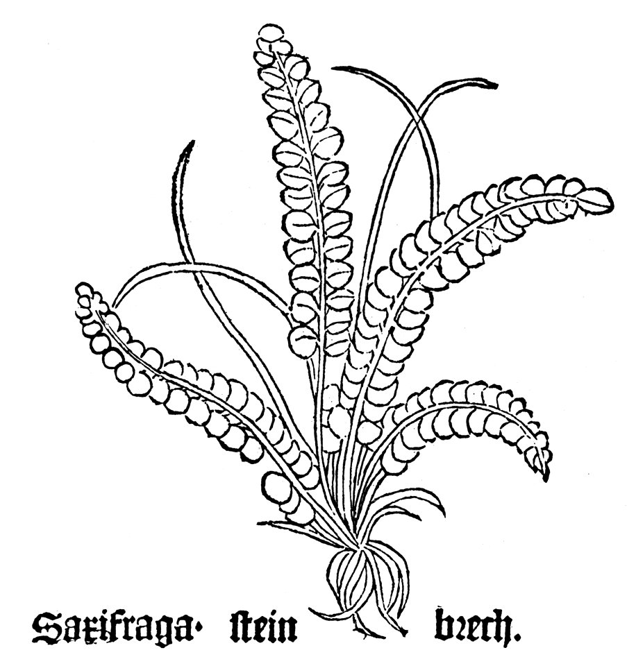 Gart Asplenium trichomanes