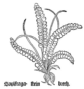 Gart Asplenium trichomanes