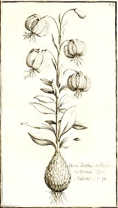 Garidel Pierre - P64- Lis martagon