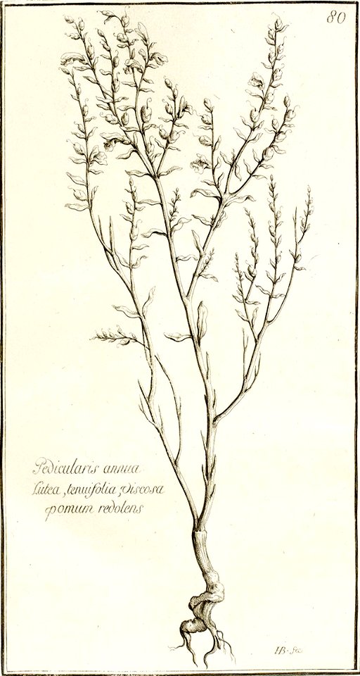 Garidel Pierre - P76 - Euphraise