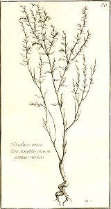 Garidel Pierre - P76 - Euphraise
