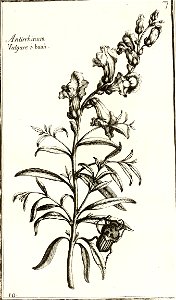 Garidel Pierre - P8 - Antirrhinum
