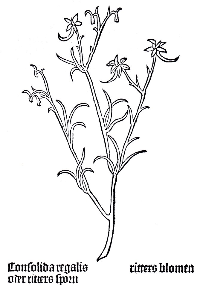 Gart Consolida regalis