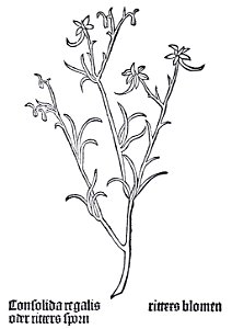 Gart Consolida regalis