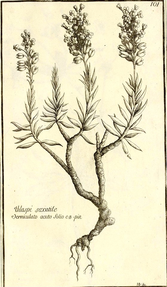 Garidel Pierre - P89 - Aethionema saxatile