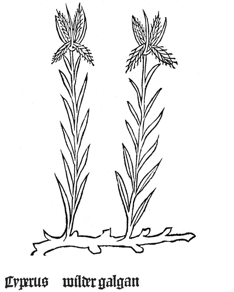 Gart Cyperus